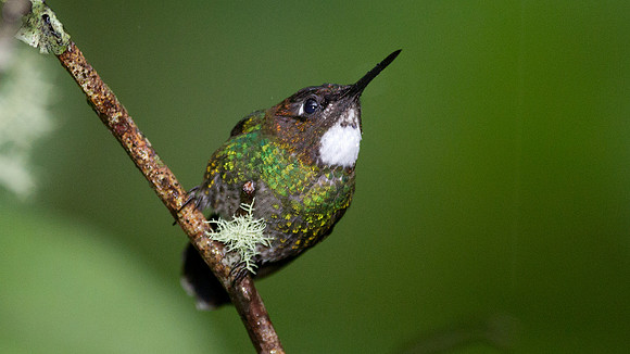 Tourmaline Sunangel (Heliangelus exortis)