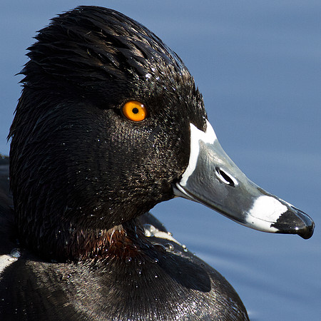 Ring-necked Duck (Aythya collaris)