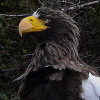 Steller's sea eagle (Haliaeetus pelagicus)