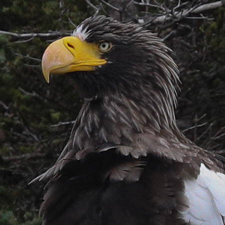 Steller's sea eagle (Haliaeetus pelagicus)