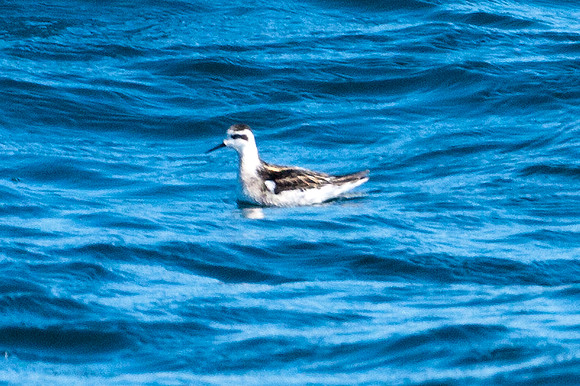 Red-necked Phalarope (Phalaropus lobatus)