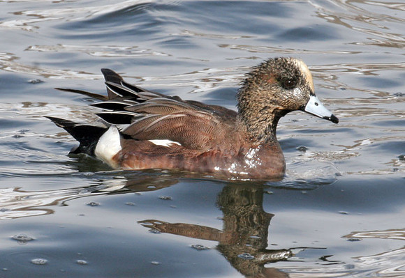 American Wigeon (Anas americana)