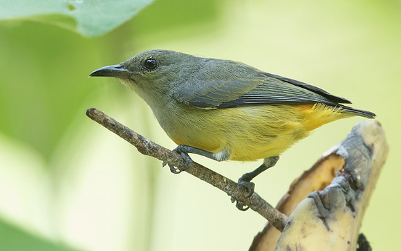 Orange-bellied flowerpecker (Dicaeum trigonostigma) Female