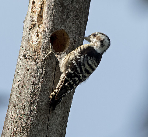 Grey-capped pygmy woodpecker (Picoides canicapillus)