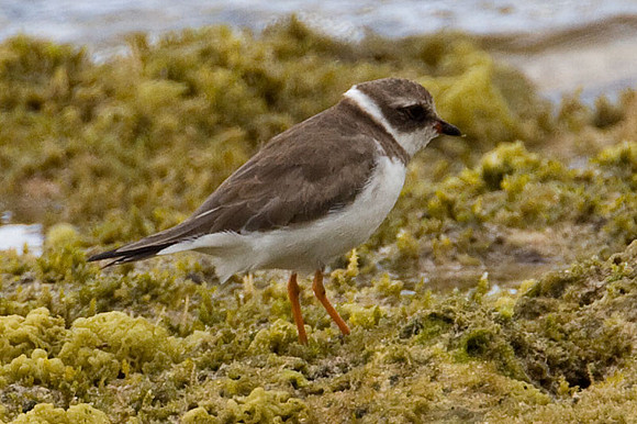 Semipalmated Plover (Charadrius semipalmatus)