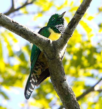 African Emerald Cuckoo (Chrysococcyx cupreus)