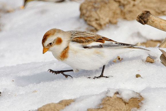 Snow Bunting (Plectrophenax nivalis)