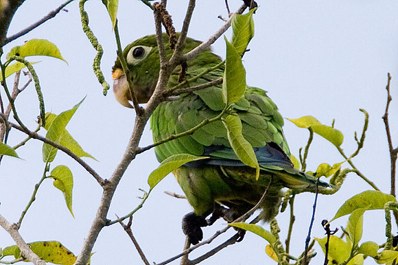 Olive-throated Parakeet (Aratinga nana)