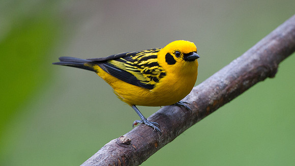 Golden Tanager (Tangara arthus)
