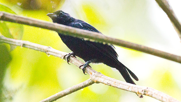 Blackish Antbird (Cercomacra nigrescens)