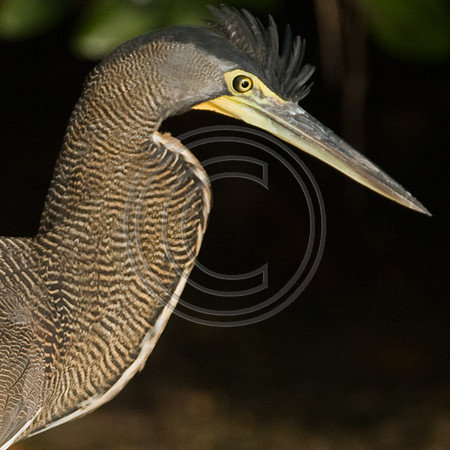 Bare-throated Tiger Heron (Tigrisoma mexicanum)
