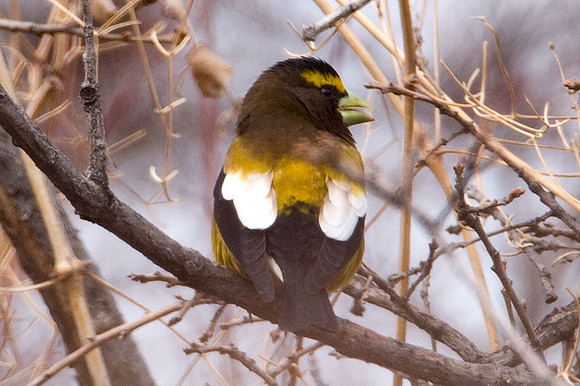Evening Grosbeak (Coccothraustes vespertinus)