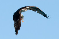 Osprey (Pandion haliaetus)