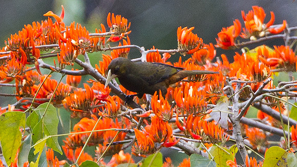 Russet-backed Oropendola (Psarocolius angustifrons)