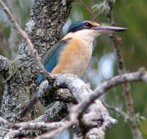 Sacred Kingfisher (Todiramphus sanctus)