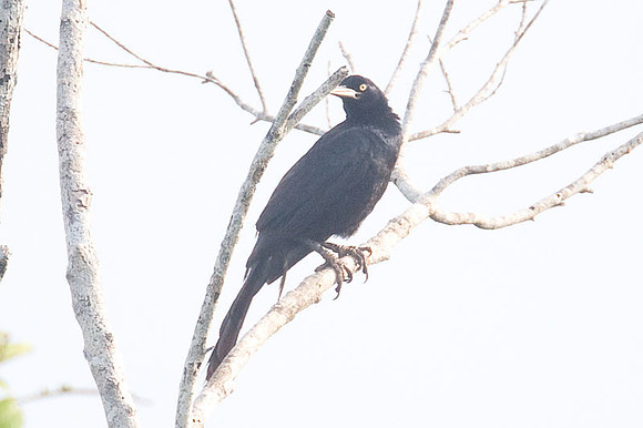 Great-tailed Grackle (Quiscalus mexicanus)