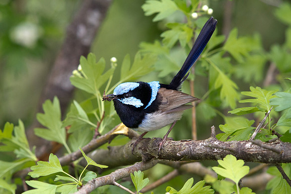 Superb fairywren (Malurus cyaneus) Male