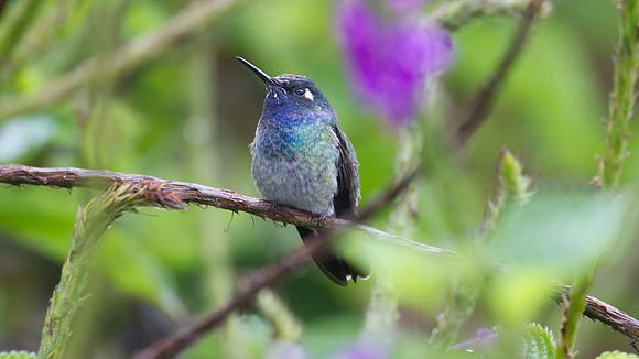 Violet-headed Hummingbird (Klais guimeti)
