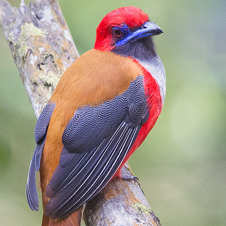 Whitehead's Trogon (Harpactes whiteheadi) male