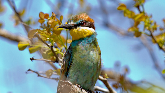 European Bee-eater (Merops apiaster)