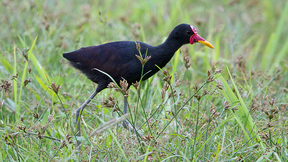 Wattled Jacana (Jacana jacana) Male