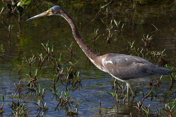Tricolored Heron (Egretta tricolor)