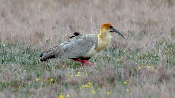 Black-faced Ibis (Theristicus melanopis)