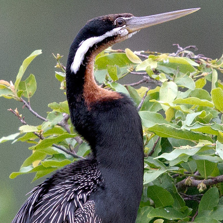 African Darter (Anhinga rufa ) Breeding Male