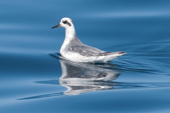 Red-necked Phalarope (Phalaropus lobatus)
