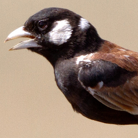 Chestnut-backed Sparrow-Lark (Eremopterix leucotis)