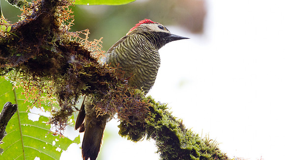 Golden-olive Woodpecker (Colaptes rubiginosus)