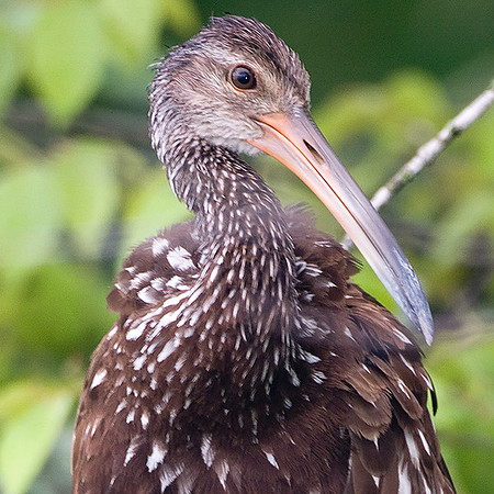 Limpkin (Aramus guarauna)
