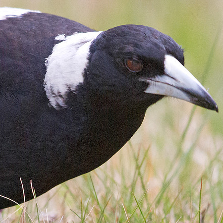 Australian magpie (Cracticus tibicen)