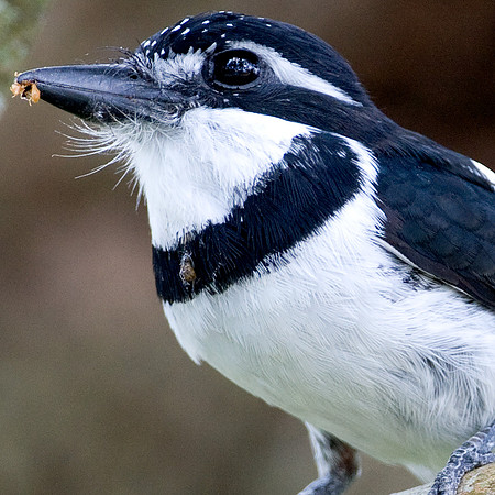 Pied Puffbird (Notharchus tectus)