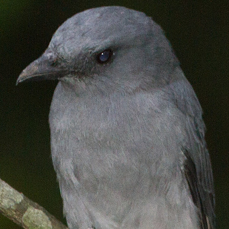 Javan Cuckooshrike (Coracina javensis)