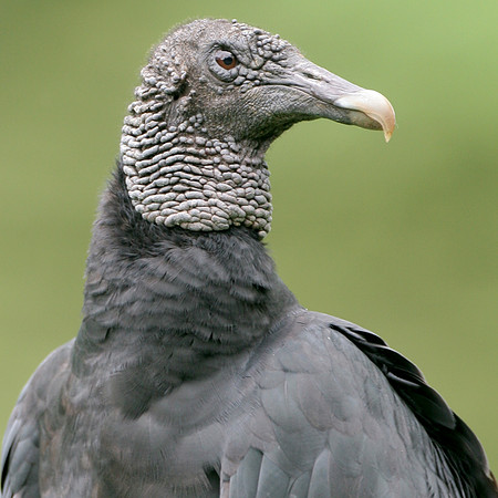 Black vulture (Coragyps atratus)