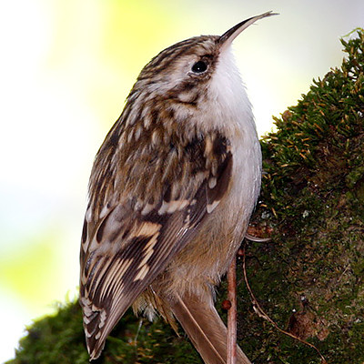 Short-toed Treecreeper (Certhia brachydactyla)
