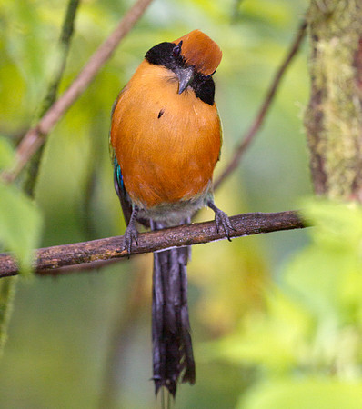 Rufous Motmot (Baryphthengus martii)