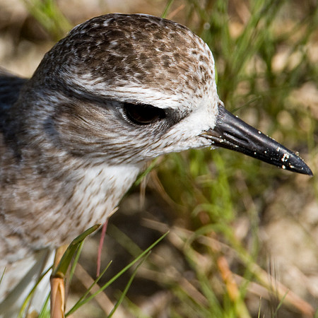 Black Bellied Plover (Pluvialis squatarola)