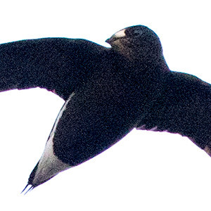 Brown-backed needletail (Hirundapus giganteus)