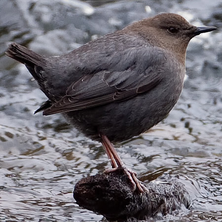 American Dipper (Cinclus mexicanus)