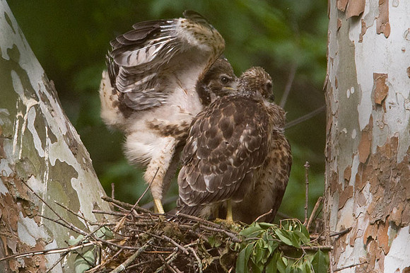 Red-shouldered Hawk (Buteo lineatus) juvenile