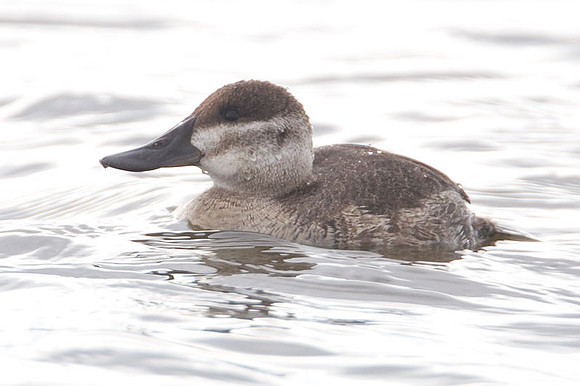 Ruddy Duck (Oxyura jamaicensis) female
