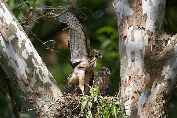 Red-shouldered Hawk (Buteo lineatus) juvenile