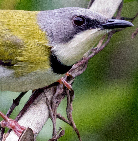 Rudd's Apalis (Apalis ruddi)