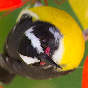 Bananaquit (Coereba flaveola)