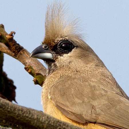 Speckled Mousebird (Colius striatus)