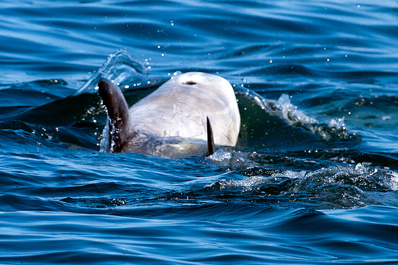 Risso's dolphin (?) (Grampus griseus)
