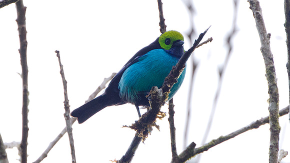 Paradise Tanager (Tangara chilensis)
