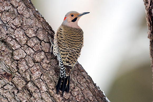 Northern Flicker (Yellow-shafted) (Colaptes auratus)